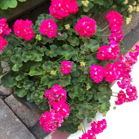 Stylish Spacious Near Centre By The Sea *