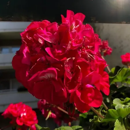 Stylish Spacious Near Centre By The Sea